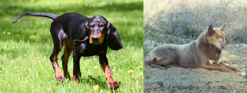Tahltan Bear Dog vs Black and Tan Coonhound - Breed Comparison