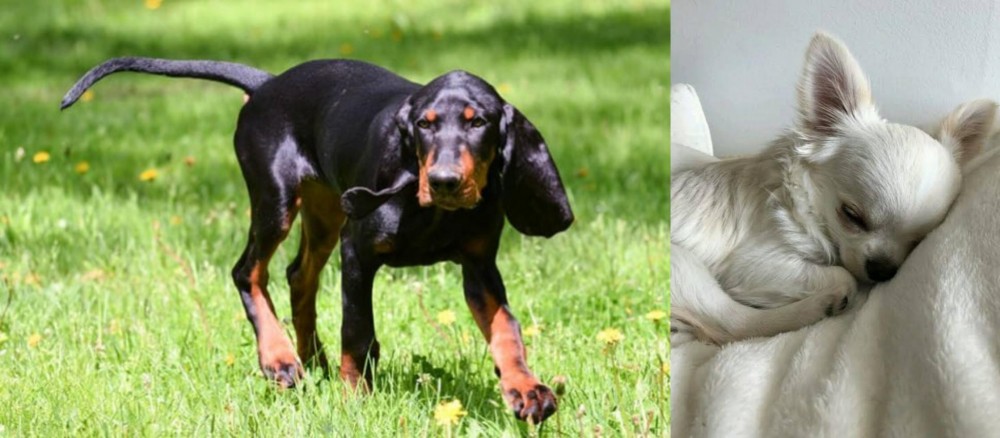 Tea Cup Chihuahua vs Black and Tan Coonhound - Breed Comparison