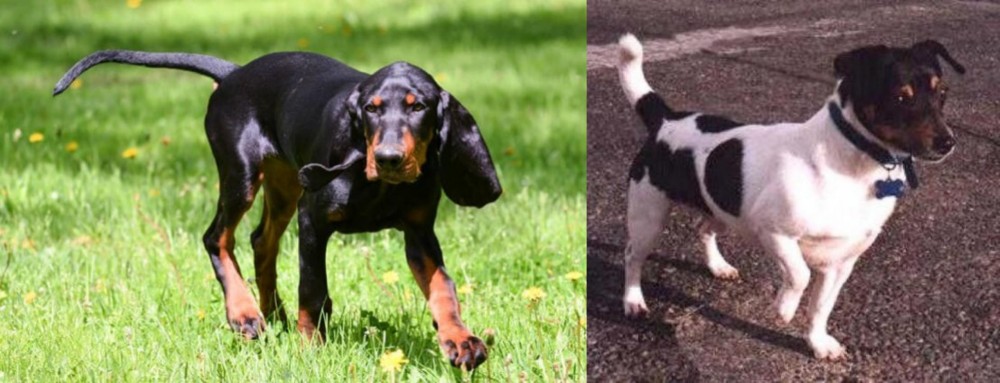 Teddy Roosevelt Terrier vs Black and Tan Coonhound - Breed Comparison