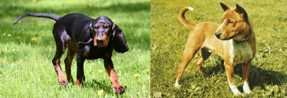 Telomian vs Black and Tan Coonhound - Breed Comparison