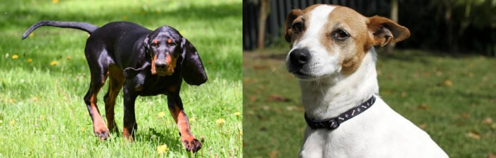 Tenterfield Terrier vs Black and Tan Coonhound - Breed Comparison