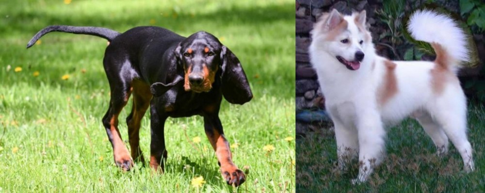 Thai Bangkaew vs Black and Tan Coonhound - Breed Comparison
