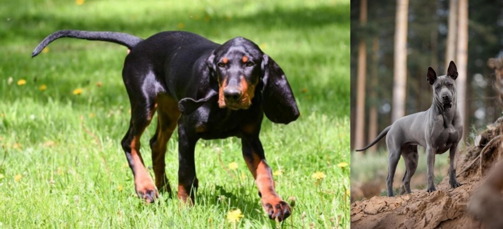 Thai Ridgeback vs Black and Tan Coonhound - Breed Comparison