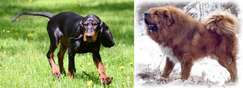 Tibetan Kyi Apso vs Black and Tan Coonhound - Breed Comparison