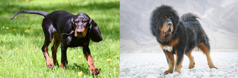 Tibetan Mastiff vs Black and Tan Coonhound - Breed Comparison