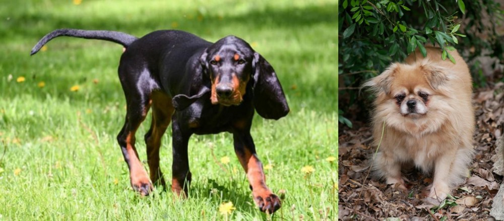 Tibetan Spaniel vs Black and Tan Coonhound - Breed Comparison