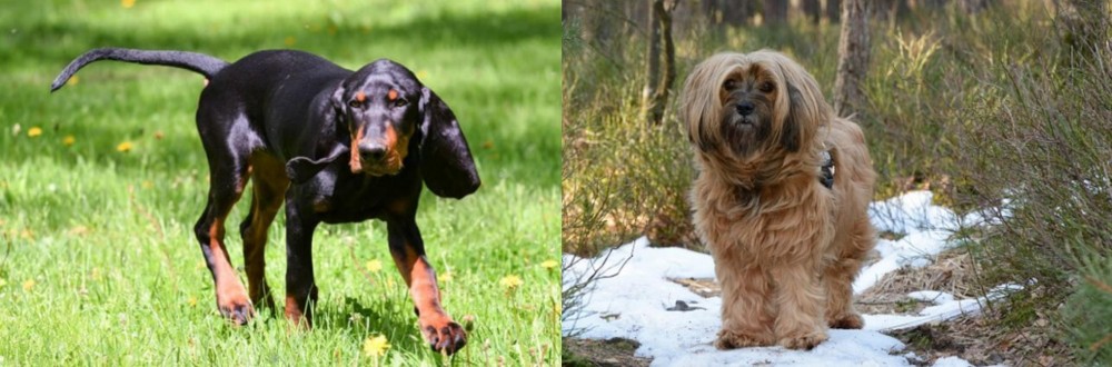 Tibetan Terrier vs Black and Tan Coonhound - Breed Comparison
