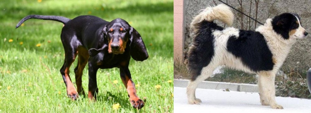 Tornjak vs Black and Tan Coonhound - Breed Comparison