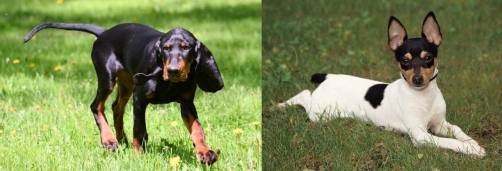 Toy Fox Terrier vs Black and Tan Coonhound - Breed Comparison