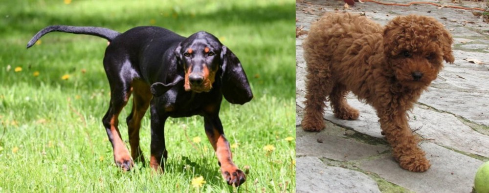 Toy Poodle vs Black and Tan Coonhound - Breed Comparison