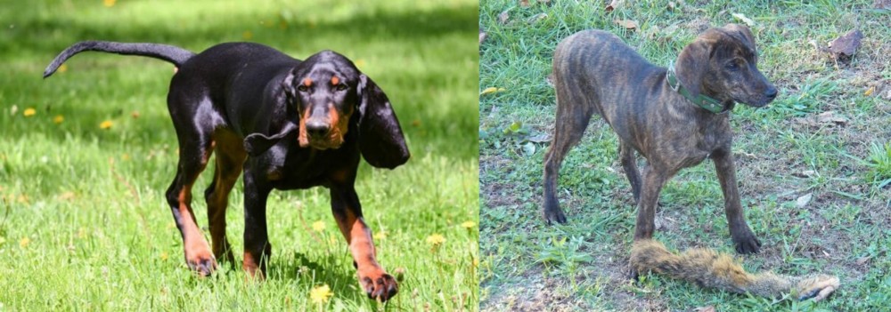 Treeing Cur vs Black and Tan Coonhound - Breed Comparison