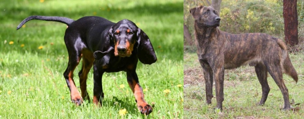 Treeing Tennessee Brindle vs Black and Tan Coonhound - Breed Comparison