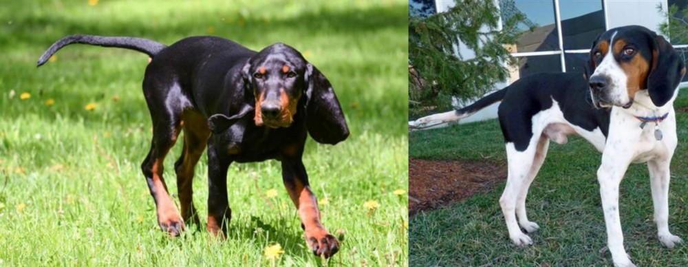 Treeing Walker Coonhound vs Black and Tan Coonhound - Breed Comparison
