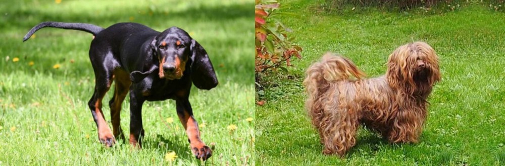 Tsvetnaya Bolonka vs Black and Tan Coonhound - Breed Comparison