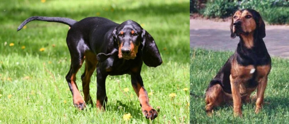 Tyrolean Hound vs Black and Tan Coonhound - Breed Comparison