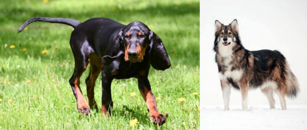 Utonagan vs Black and Tan Coonhound - Breed Comparison