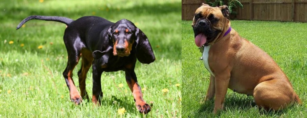 Valley Bulldog vs Black and Tan Coonhound - Breed Comparison