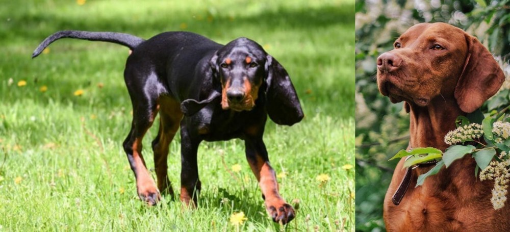 Vizsla vs Black and Tan Coonhound - Breed Comparison