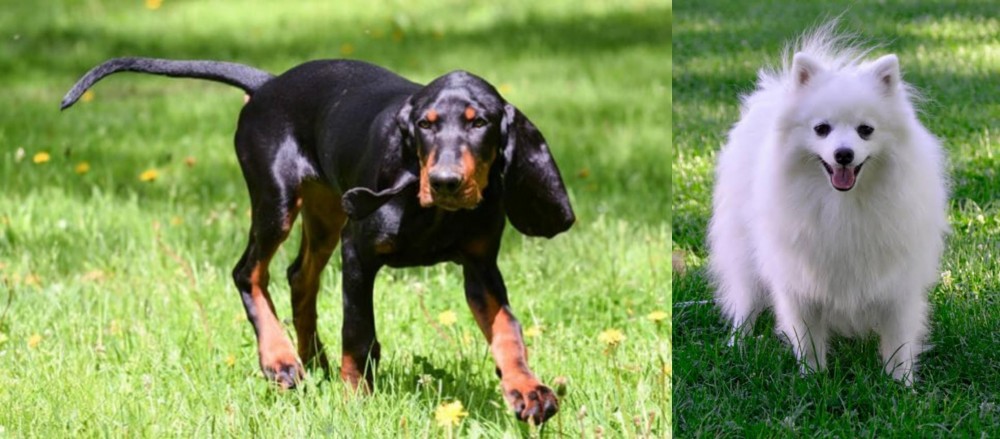 Volpino Italiano vs Black and Tan Coonhound - Breed Comparison