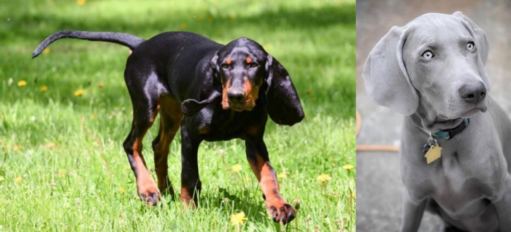 Weimaraner vs Black and Tan Coonhound - Breed Comparison