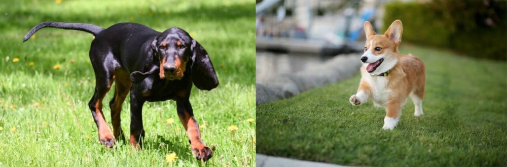Welsh Corgi vs Black and Tan Coonhound - Breed Comparison