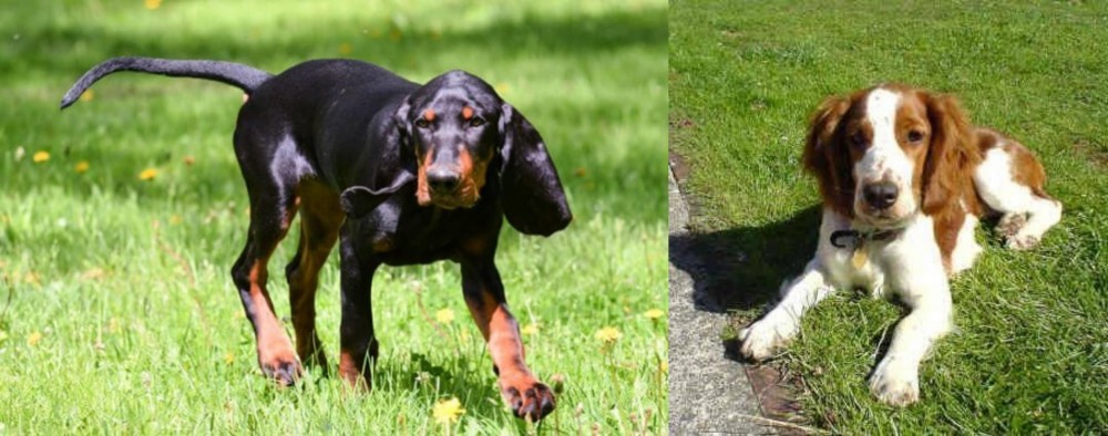 Welsh Springer Spaniel vs Black and Tan Coonhound - Breed Comparison