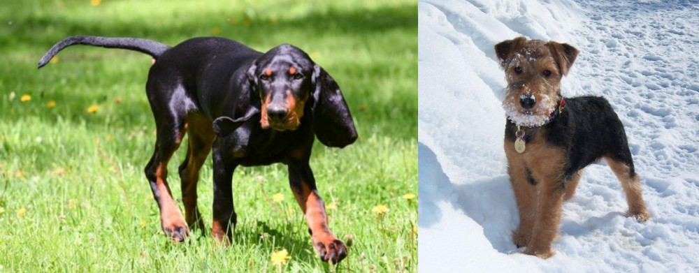 Welsh Terrier vs Black and Tan Coonhound - Breed Comparison