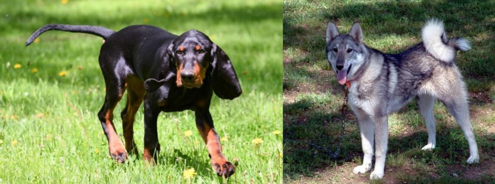 West Siberian Laika vs Black and Tan Coonhound - Breed Comparison
