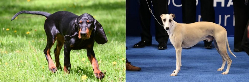 Whippet vs Black and Tan Coonhound - Breed Comparison