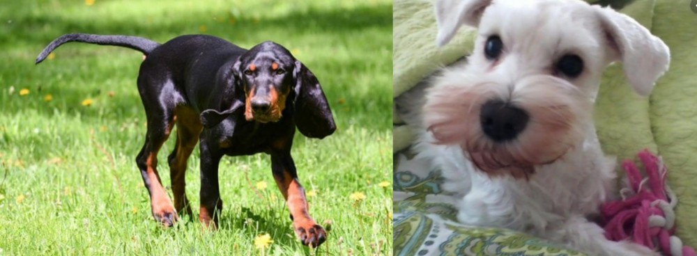 White Schnauzer vs Black and Tan Coonhound - Breed Comparison