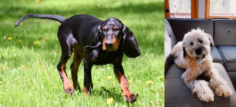 Whoodles vs Black and Tan Coonhound - Breed Comparison