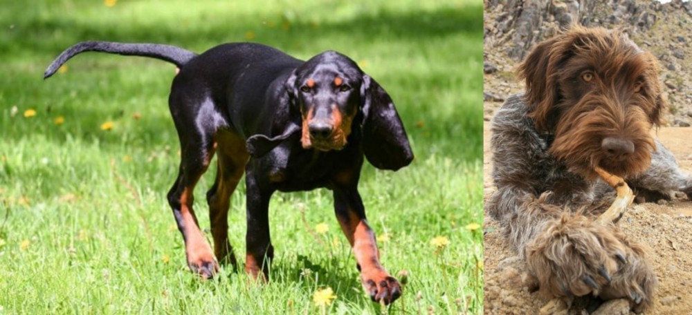 Wirehaired Pointing Griffon vs Black and Tan Coonhound - Breed Comparison