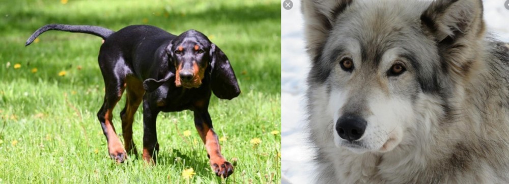 Wolfdog vs Black and Tan Coonhound - Breed Comparison