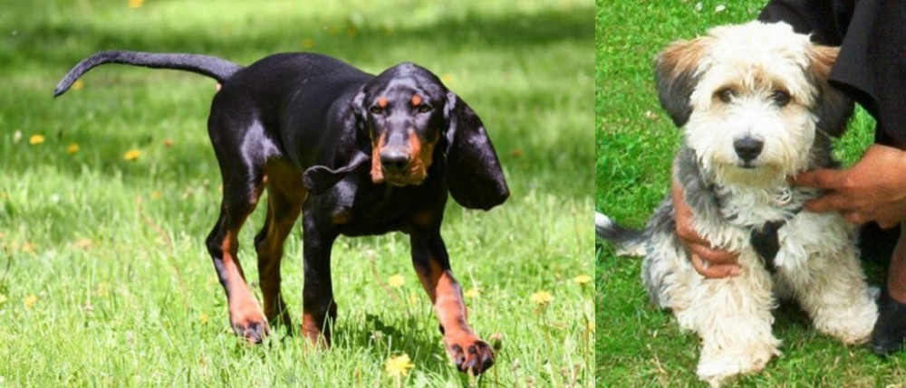 Yo-Chon vs Black and Tan Coonhound - Breed Comparison