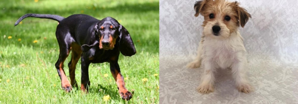 Yochon vs Black and Tan Coonhound - Breed Comparison