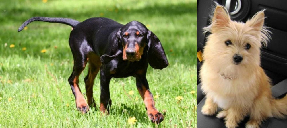 Yoranian vs Black and Tan Coonhound - Breed Comparison