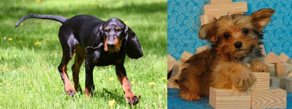 Yorkillon vs Black and Tan Coonhound - Breed Comparison