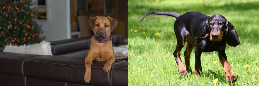 Black and Tan Coonhound vs Black Mouth Cur - Breed Comparison