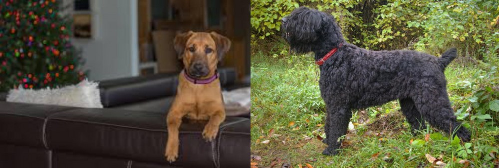 Black Russian Terrier vs Black Mouth Cur - Breed Comparison