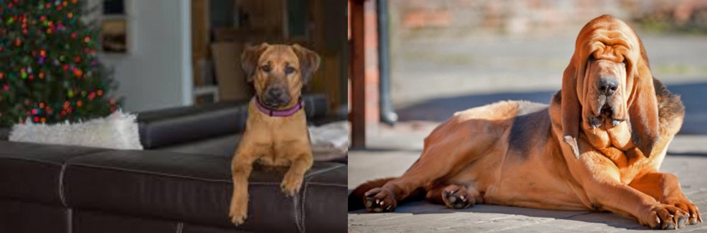 Bloodhound vs Black Mouth Cur - Breed Comparison