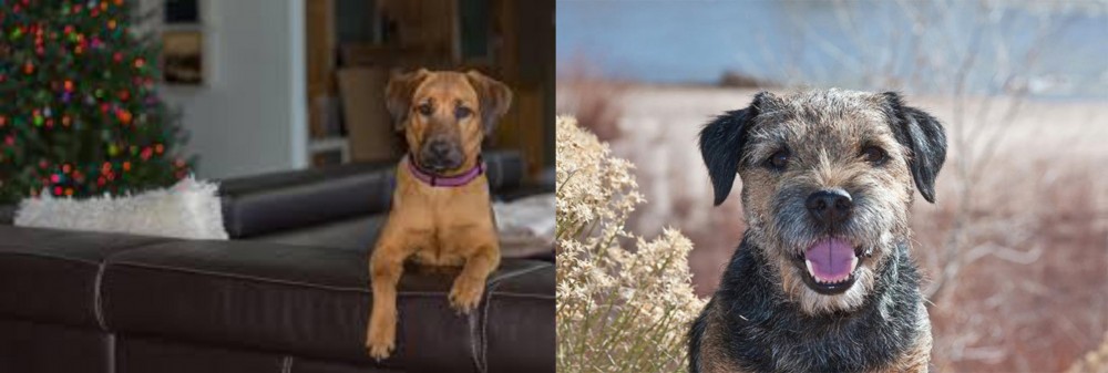 Border Terrier vs Black Mouth Cur - Breed Comparison
