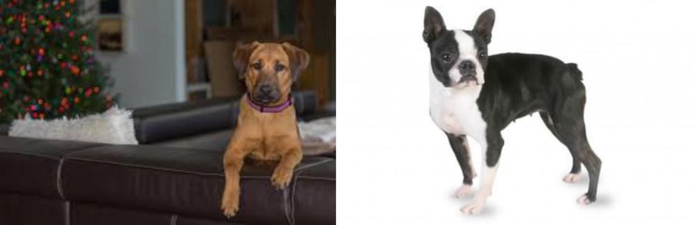 Boston Terrier vs Black Mouth Cur - Breed Comparison