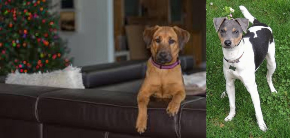 Brazilian Terrier vs Black Mouth Cur - Breed Comparison