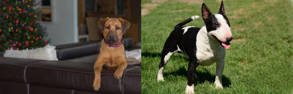 Bull Terrier Miniature vs Black Mouth Cur - Breed Comparison