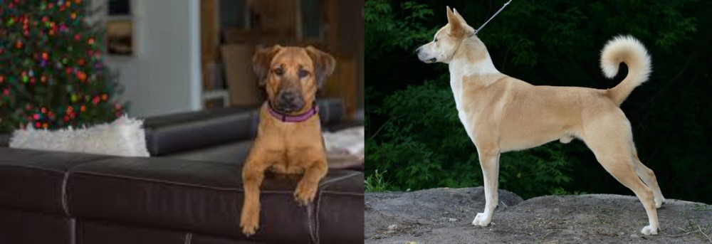 Canaan Dog vs Black Mouth Cur - Breed Comparison