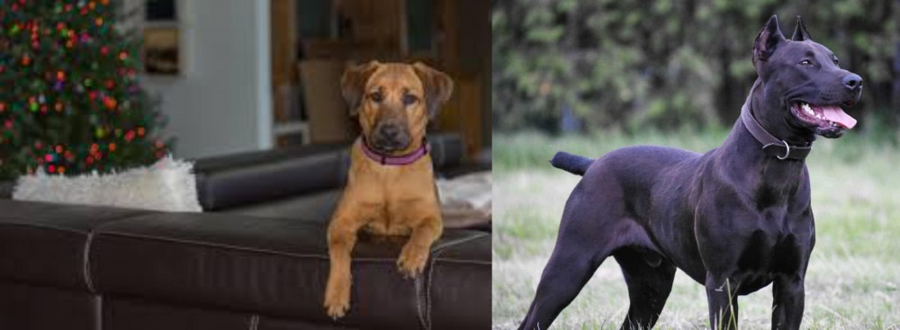 Canis Panther vs Black Mouth Cur - Breed Comparison