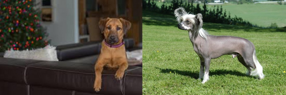 Chinese Crested Dog vs Black Mouth Cur - Breed Comparison