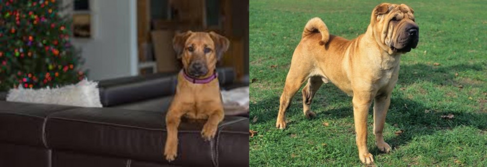 Chinese Shar Pei vs Black Mouth Cur - Breed Comparison
