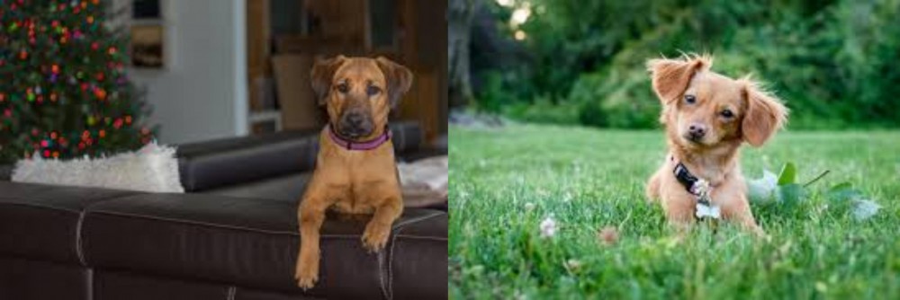 Chiweenie vs Black Mouth Cur - Breed Comparison