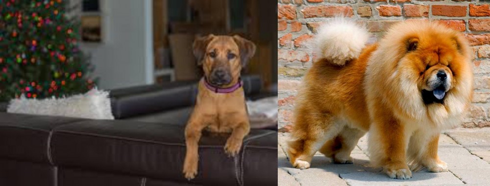 Chow Chow vs Black Mouth Cur - Breed Comparison